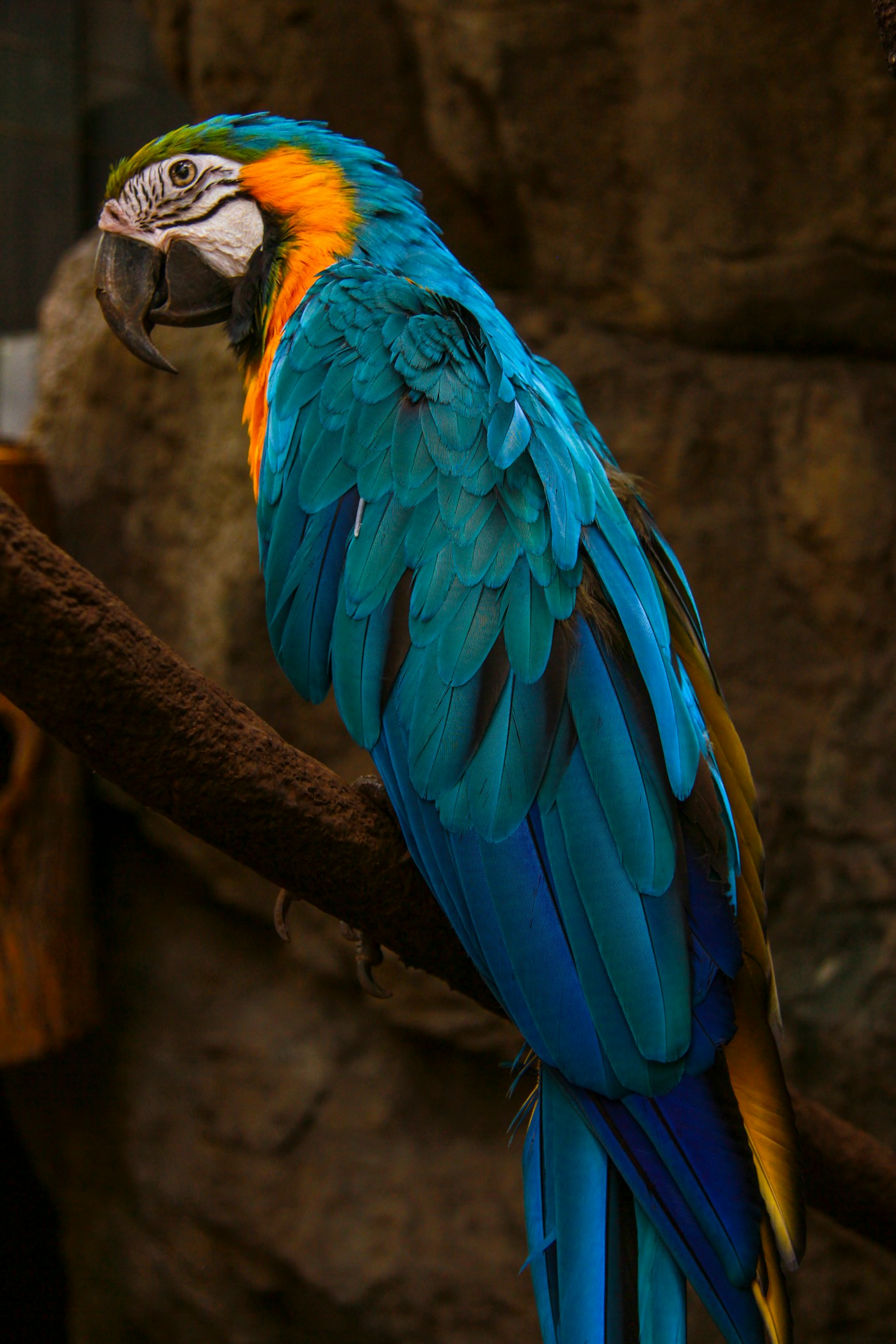 A blue and yellow pet bird