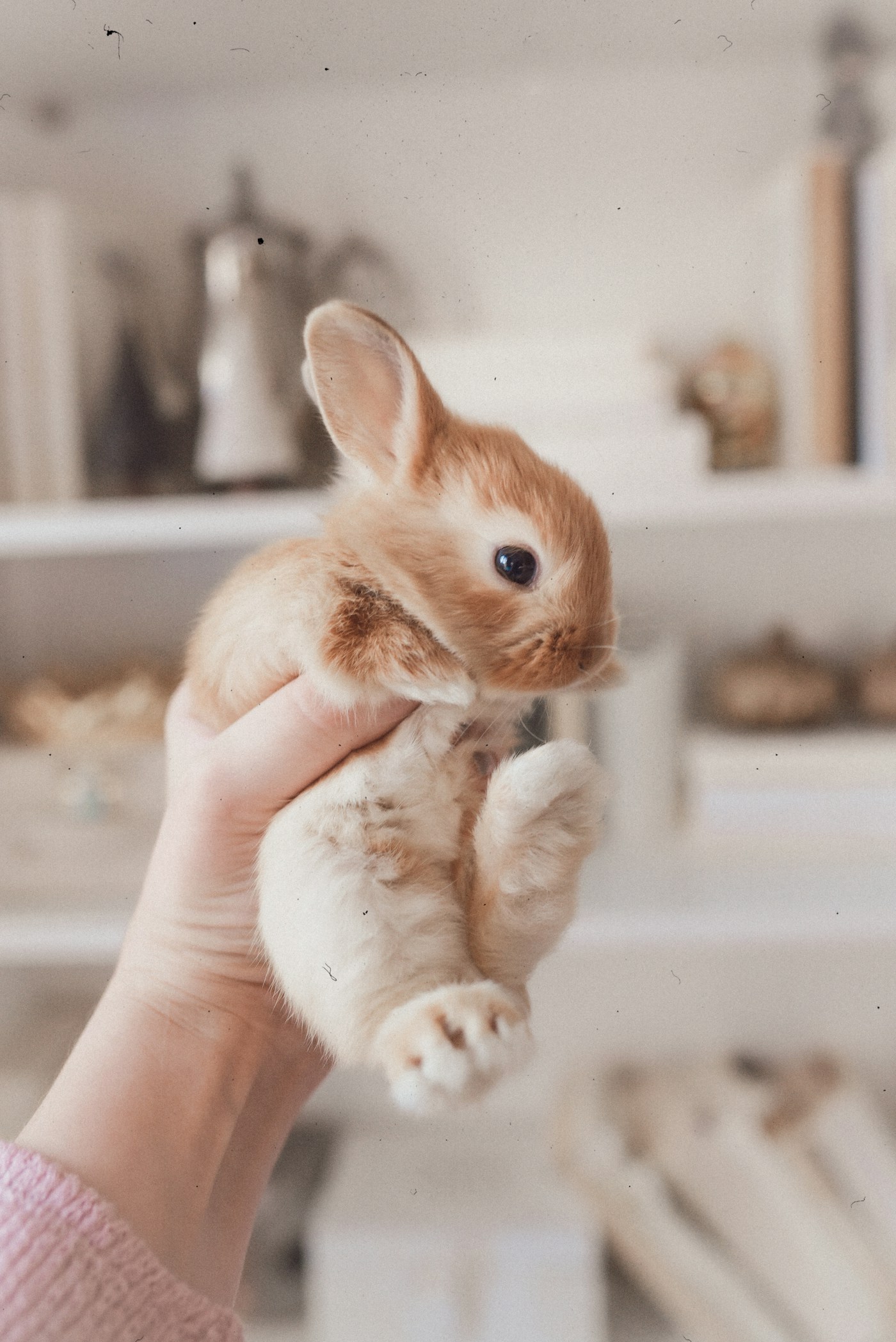 A small rabbit being held safely