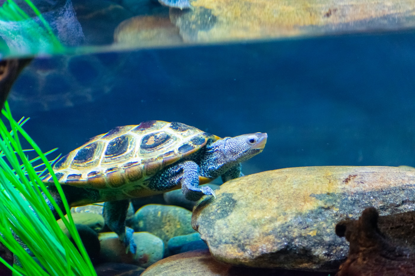 A turtle in an aquarium